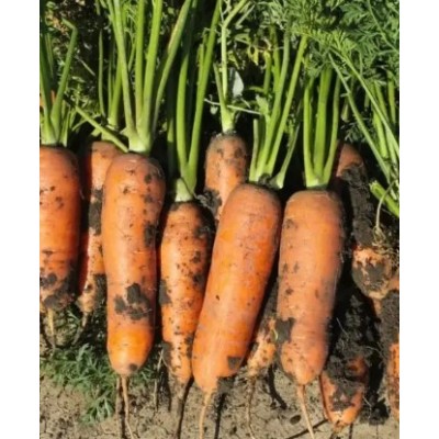 Милана F1 - семена моркови, 100 000сем., Libra Seeds